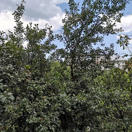 Alfa With Parking Penzion Varna